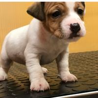 Jack russell cuccioli