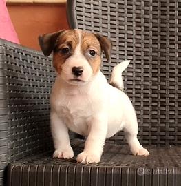 Jack Russell cuccioli