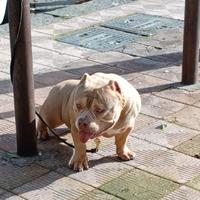 Cucciolone American Bully pocket EXTREME
