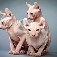 Cuccioli sphynx elf