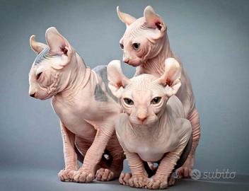Cuccioli sphynx elf
