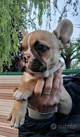 Cucciolina bulldog francese