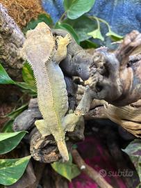 Geco ciliatus