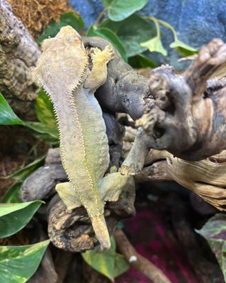 Geco ciliatus