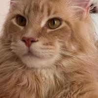 Maine Coon