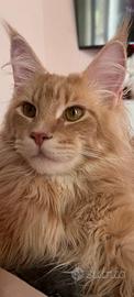 Maine Coon