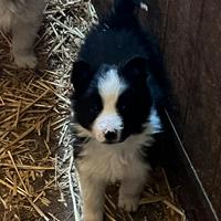 Cuccioli Border Collie