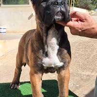 Cane Corso cucciola