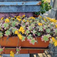 vasi  da balcone