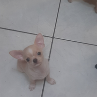 Cuccioli chihuahua maschi