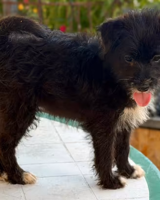 Ultima cucciola Shiba mix