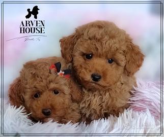 Barboncino toy e mini toy