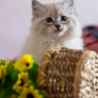 Gatto siberiano