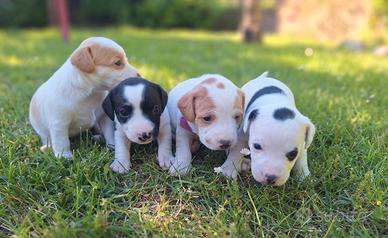 Cuccioli di Jack russel