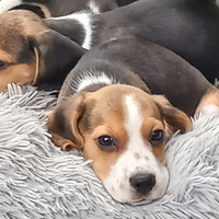 Cuccioli di Beagle pedigree Enci disponibili