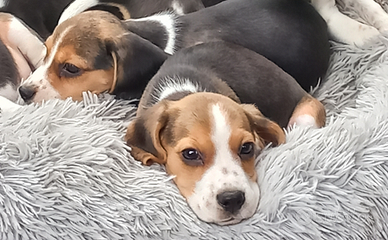 Cuccioli di Beagle pedigree Enci disponibili