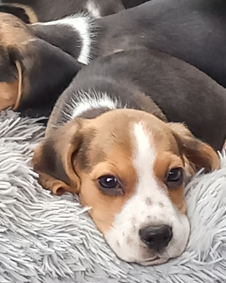 Cuccioli di Beagle pedigree Enci disponibili