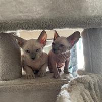 Cuccioli gatti Sphynx