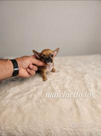Cuccioli di chiwawa Toy mini