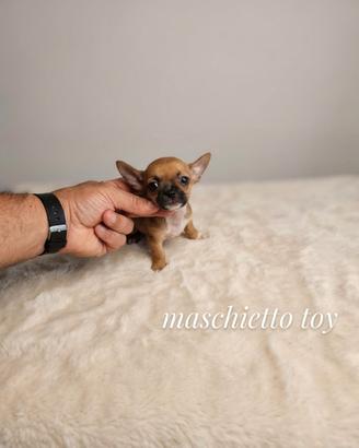 Cuccioli di chiwawa Toy mini