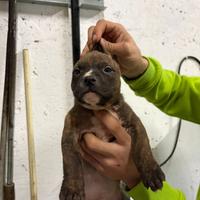 Cuccioli pit bull ukc