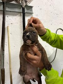 Cuccioli pit bull ukc