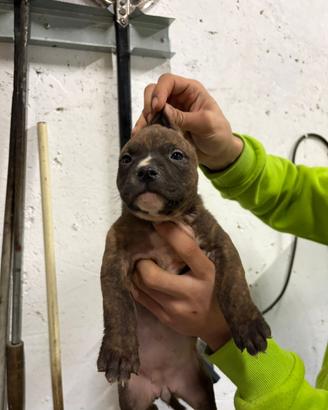 Cuccioli pit bull ukc