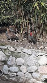Gallo grigio di giungla