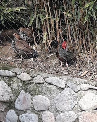 Gallo grigio di giungla