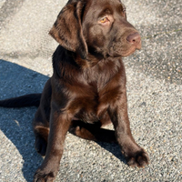 Cuccioli labrador chocolate