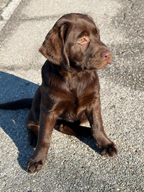 Cuccioli labrador chocolate