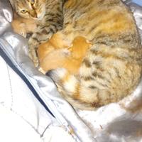 Mamma Gatta e 4 cuccioli re.ga.lo leggi