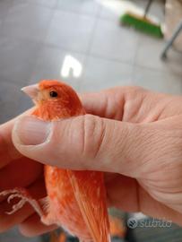 Canarini maschi rossi