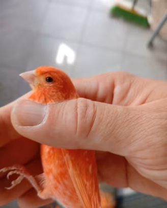 Canarini maschi rossi