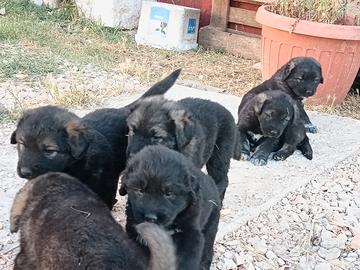 Cuccioli pastore del caucaso