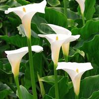 PIANTE ACQUATICHE /CALLA 