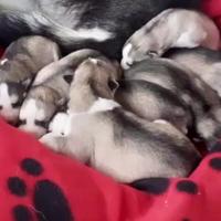 Siberian husky pedigree