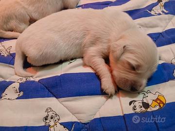 Cuccioli Golden Retriever linea inglese