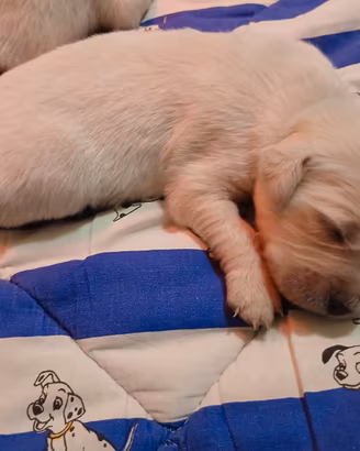Cuccioli Golden Retriever linea inglese