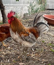Gallo 