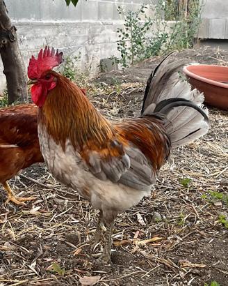 Gallo 