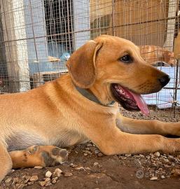 Cucciolo cane cani meticcio Labrador pastore