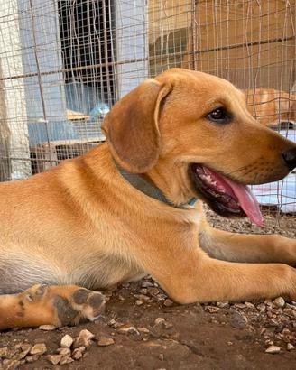 Cucciolo cane cani meticcio Labrador pastore