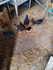 gallinelle americane 