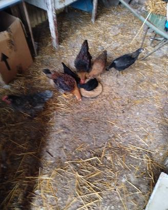 gallinelle americane 