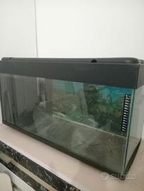 Acquario 100l