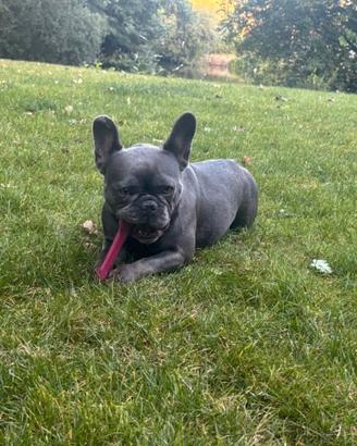 Cuccioli di bulldog francesi M e F Blu