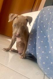 Cuccioli di pitbull