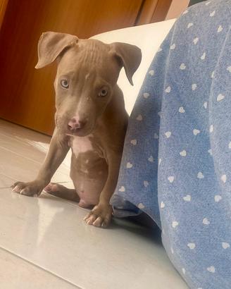 Cuccioli di pitbull