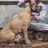 Cucciolo di Cane Corso Italiano